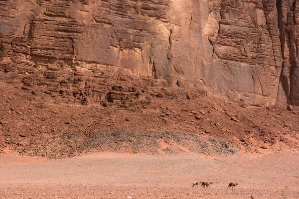 Jordan와 디 럼 사막에서 낙 타 — 스톡 사진