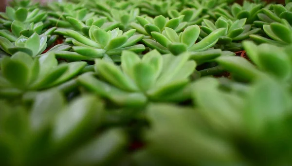 Πράσινο Φόντο Κάκτο Σακόφυτο Φυτό Διάσημο Λουλούδι — Φωτογραφία Αρχείου