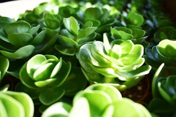Zelené Pozadí Kaktusem Nebo Sekulentní Rostlina Slavný Květ — Stock fotografie