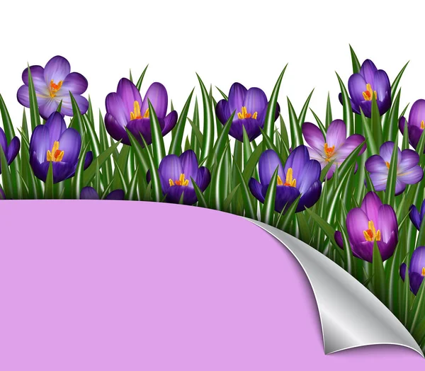 Purple crocus flowers — Stock Vector