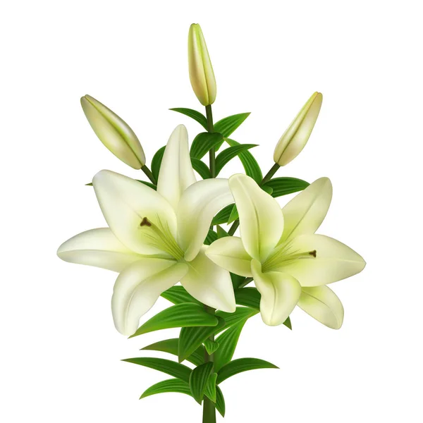 White lily flowers — Stock Vector