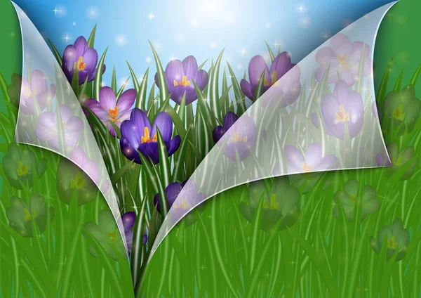 Purple crocus flowers — Stock Vector