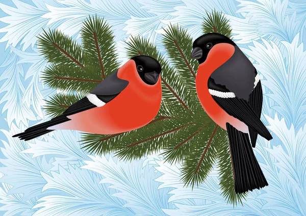 Bullfinch oiseaux sur branches de sapin — Image vectorielle