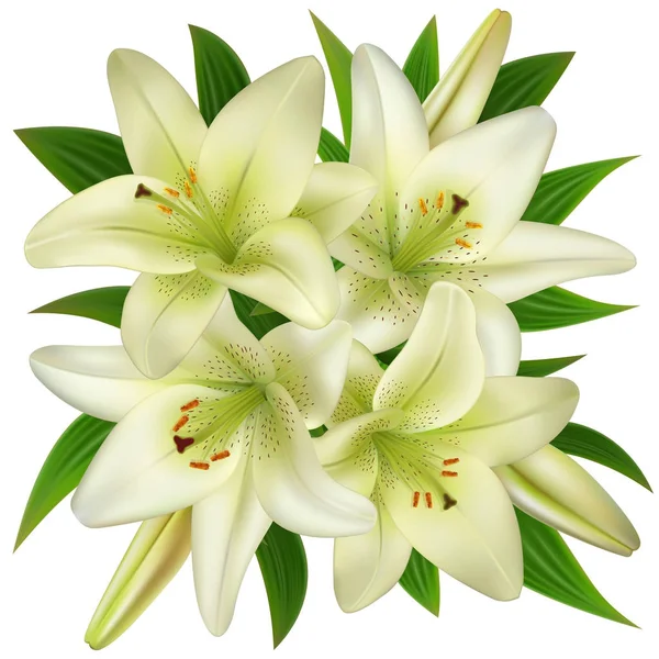 Flores de lírio branco — Vetor de Stock