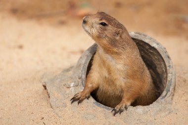 Siyah kuyruklu çayır köpeği.