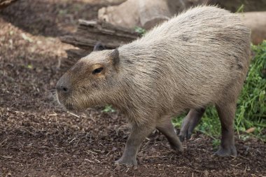Capibara (Hydrochoerus hydrochaeris yürüyüş)