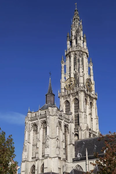 Antwerp katedral kule — Stok fotoğraf