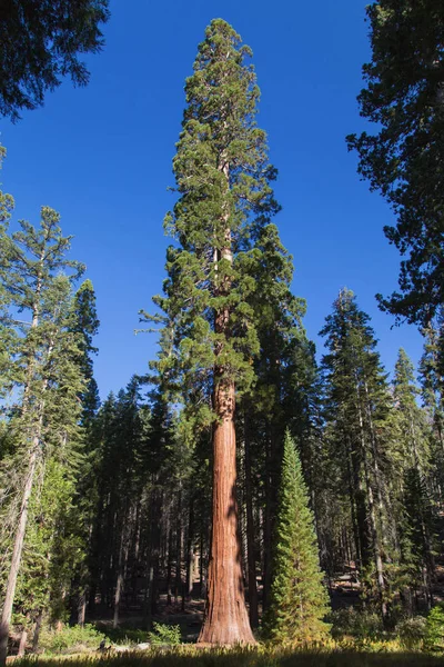 Young Sequoia in Mariposa Grove — стоковое фото
