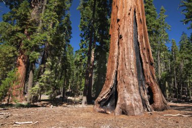 Mariposa Grove 'da yanık mevsimi