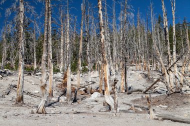 Mamut Dağı, Mamut Gölleri, Kaliforniya, Usa 'daki karbondioksit salınımından kaynaklanan ölü ağaçlar.