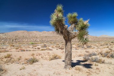 State Road 190 'ın yanındaki Joshua Tree, Inyo County, California, ABD