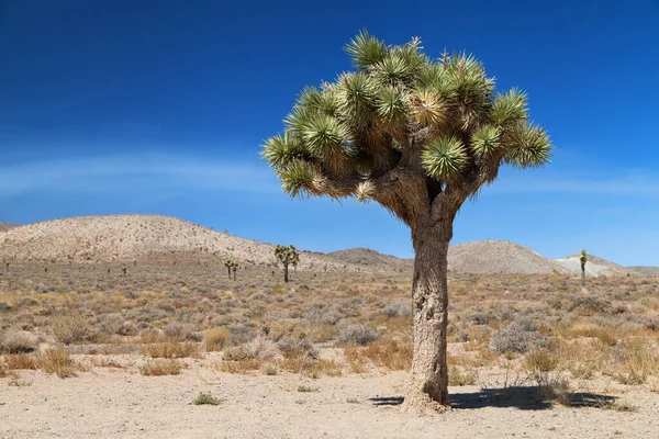 Joshua Tree Darwin Inyo County California United States — Stock Photo, Image