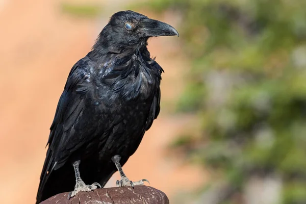 Common Raven Bryce Canyon Utana United States — стоковое фото