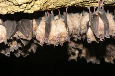 Mağarada uyuyan yarasa grupları - Küçük fare kulaklı yarasa (Myotis blythii) ve (Rhinolophus hipposideros) - Küçük At nalı Yarasası