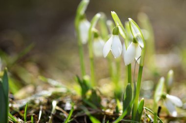 Ahşap zemin üzerinde nohut