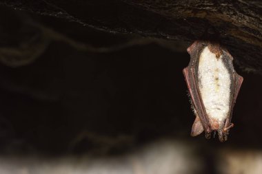 Daha büyük fare kulaklı yarasa (Myotis miyotis)