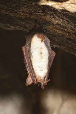 Greater mouse-eared bat ( Myotis myotis) clipart