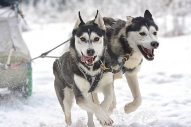ezme dogteam sürücü ve kar kış rekabet yarışında ormandaki Siberian dış yapraklar