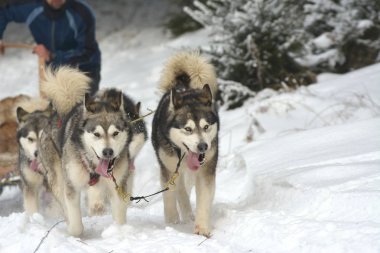 ezme dogteam sürücü ve kar kış rekabet yarışında ormandaki Siberian dış yapraklar