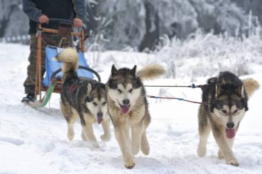 ezme dogteam sürücü ve kar kış rekabet yarışında ormandaki Siberian dış yapraklar