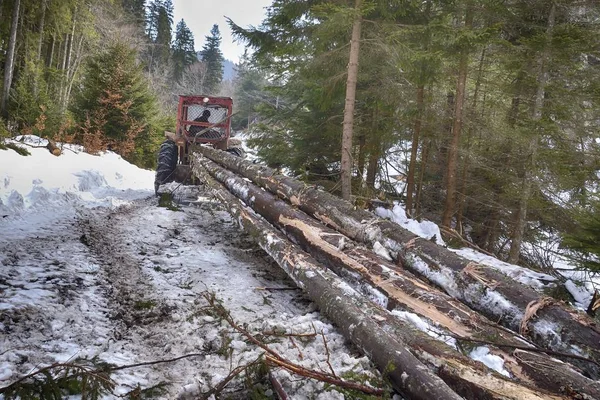 Skidding timber / Tractor is skidding cut trees out of the forest. — Stock Photo, Image