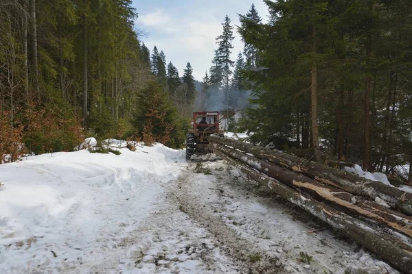 Skidding madera / Tractor está patinando árboles cortados del bosque . — Foto de Stock