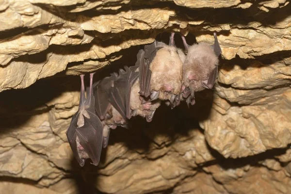 Mağarada uyuyan yarasa grupları - Küçük fare kulaklı yarasa (Myotis blythii) ve (Rhinolophus hipposideros) - Küçük At nalı Yarasası