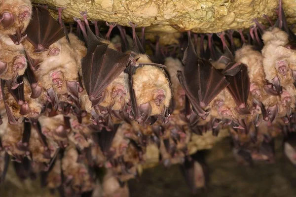 Grupo Morcegos Ferradura Rhinolophus Hipposideros Colónia Invernada — Fotografia de Stock