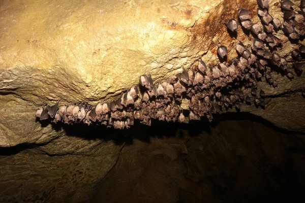 Büyük Nalı Yarasası Rhinolophus Ferrumequinum Grubu Kış Kolonisi — Stok fotoğraf