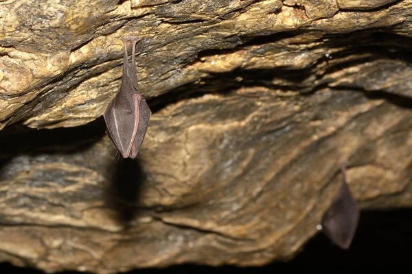 Morcego Ferradura Menor Rhinolophus Hipposideros — Fotografia de Stock