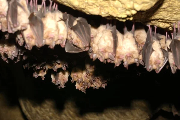 Maior Morcego Ferradura Colônia Rhinolophus Ferrumequinum Caverna — Fotografia de Stock