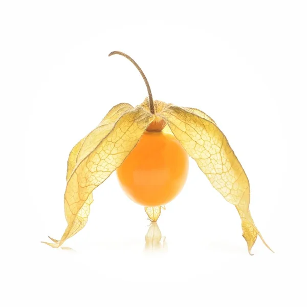 Physalis isolated on white background — Stock Photo, Image