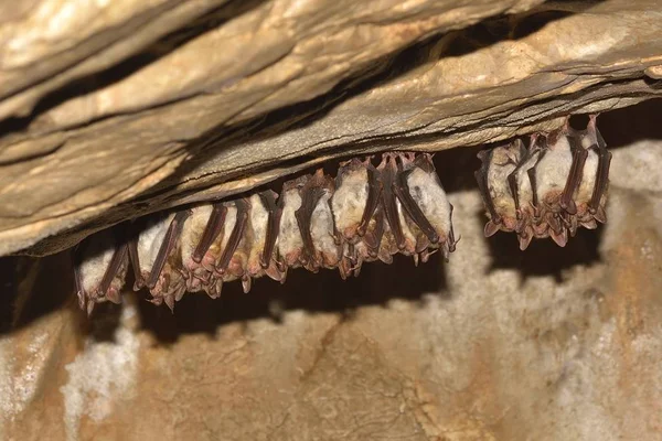 Daha büyük fare kulaklı yarasa (Myotis miyotis)