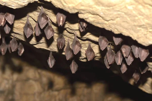 좀 더 작은 호르몬 주발 박쥐 Rhinolophus hipposideros — 스톡 사진