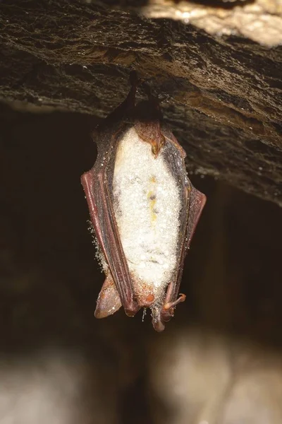 Morcego-de-orelhas-grandes (Myotis myotis) — Fotografia de Stock