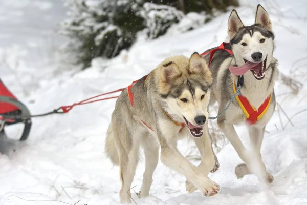 Musher conductor del equipo de perros y husky siberiano en la carrera de competición de invierno nieve en el bosque —  Fotos de Stock