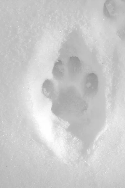 Lynx Tracks Snow Royalty Free Stock Photos