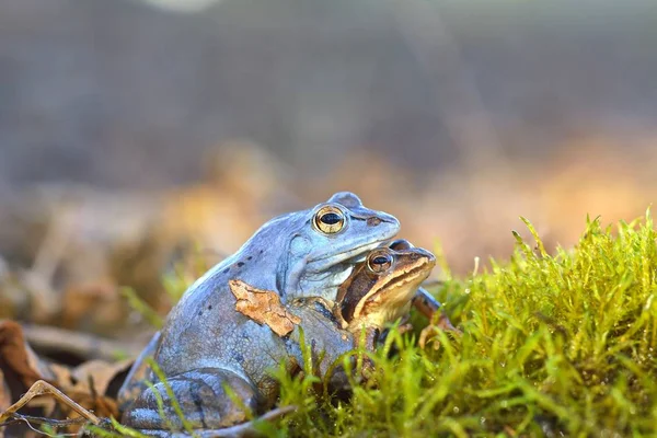 Διαδικασία αναπαραγωγής moorfrog (Rana arvalis) — Φωτογραφία Αρχείου