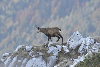 Dağ vadisinde bir Chamois
