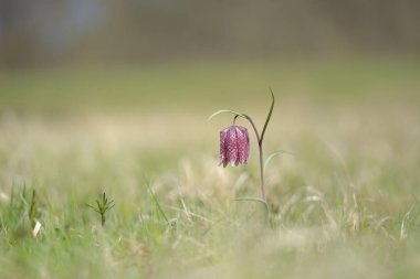doğada damalı nergis