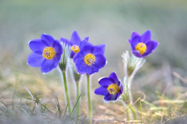 erken ilkbaharda çiçek açar pasqueflower (pulsatilla vulgaris),