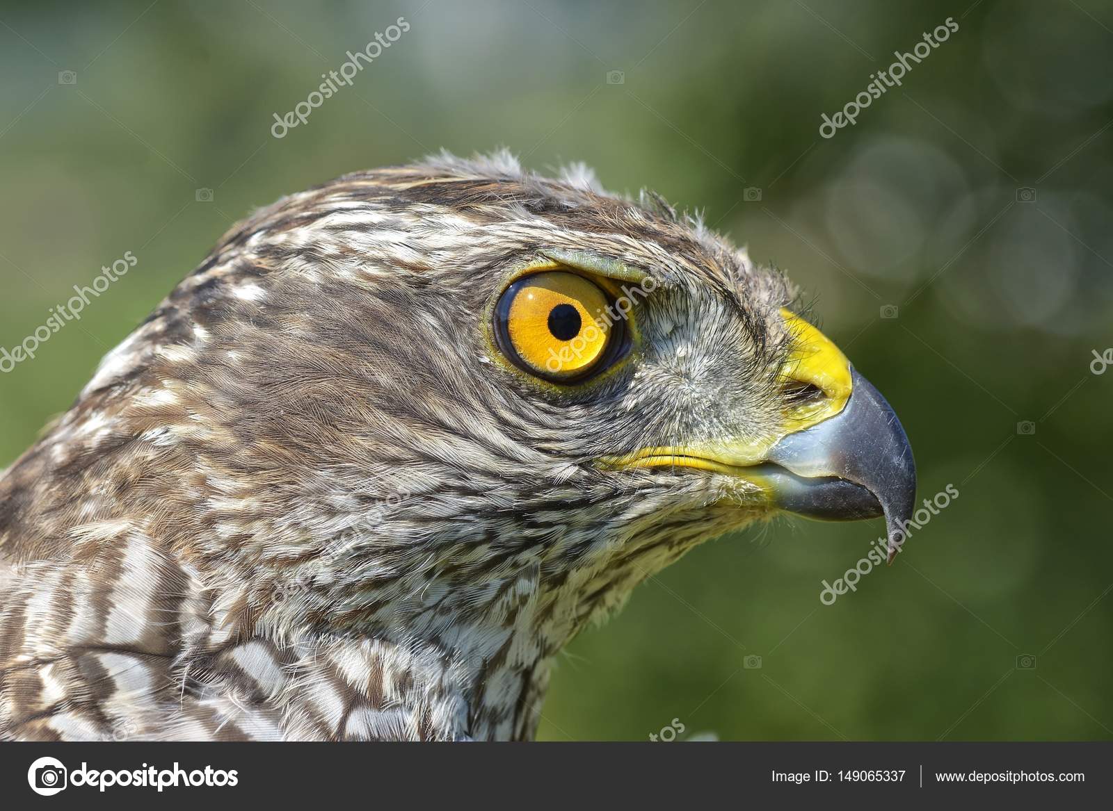 Close Up Of A Juvenile Northern Goshawk Accipiter Gentilis Photo By Remus20 Close Up Of A Juvenile Northern Goshawk Accipiter Gentilis Photo By Remus20