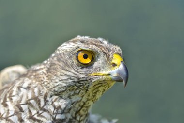 Juvenil Kuzey çakır kuşu (Accipiter gentilis Close-Up)