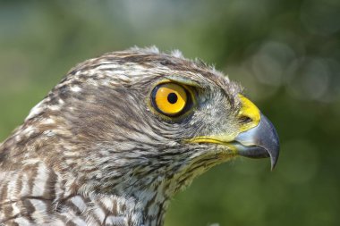 Juvenil Kuzey çakır kuşu (Accipiter gentilis Close-Up)