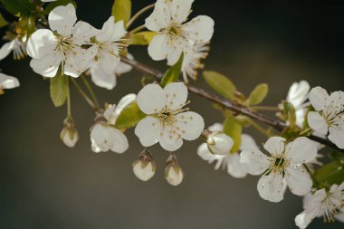 Vişne çiçeği bahar