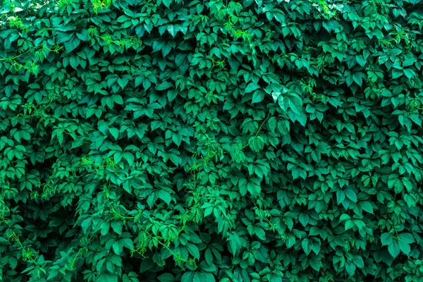 Green ivy. Texture — Stock Photo, Image