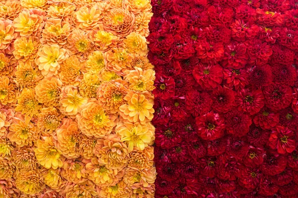 Fondo de flores de la dalia roja y amarilla flores y brotes Imagen De Stock