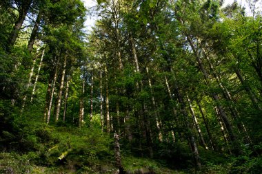 Almanya 'daki orman. Almanya 'da Der Wald.