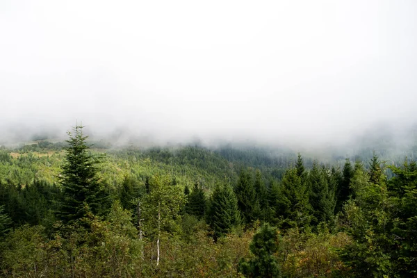 Nebbia sopra la foresta — Foto Stock