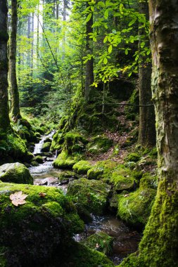Yeşil orman. Almanya orman.